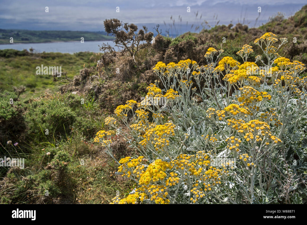 Silver ragwort / dusty miller / cineraria ragwort / silver groundsel (Jacobaea maritima / Senecio cineraria) in flower along the North Sea coast Stock Photo