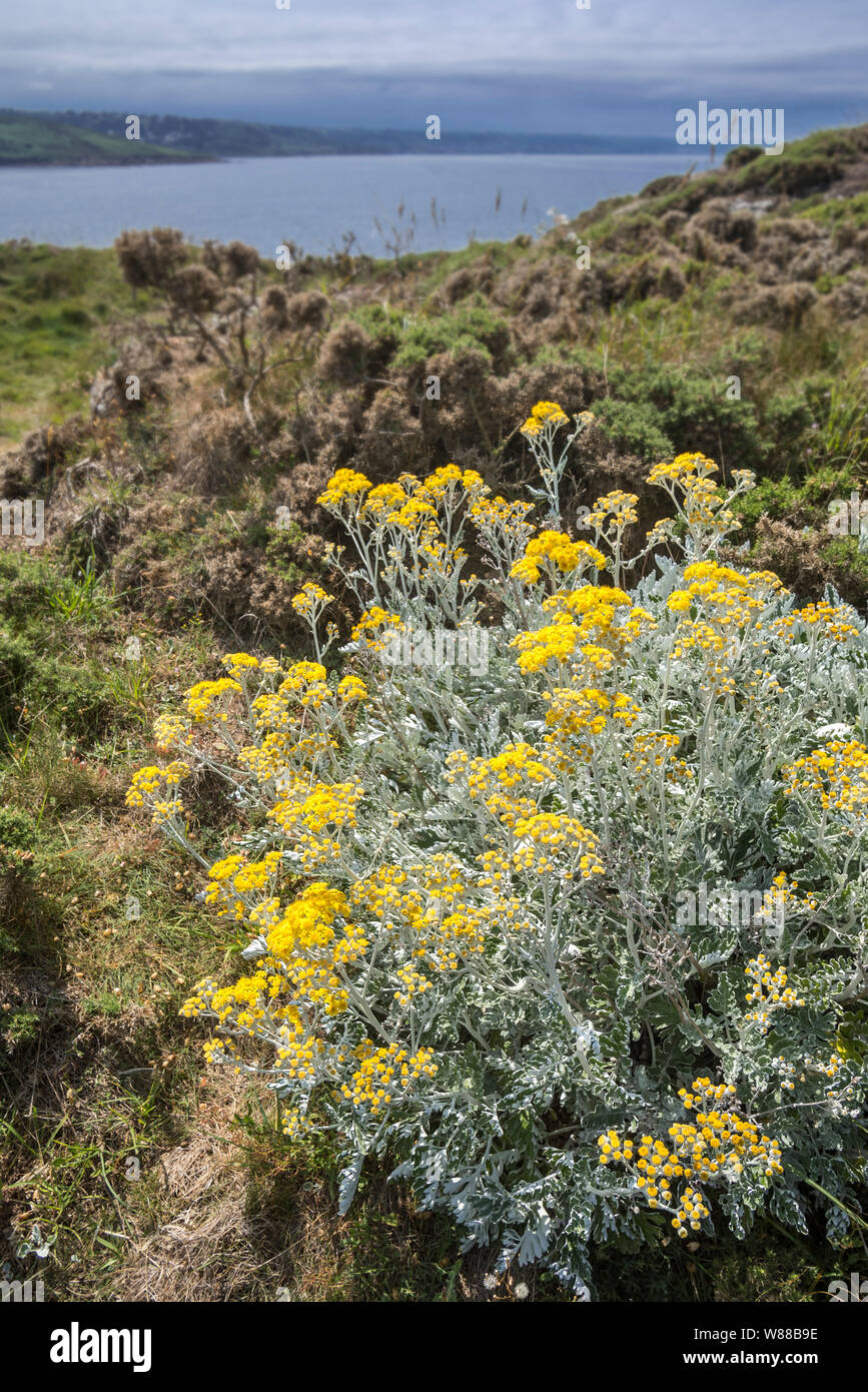 Silver ragwort / dusty miller / cineraria ragwort / silver groundsel (Jacobaea maritima / Senecio cineraria) in flower along the North Sea coast Stock Photo