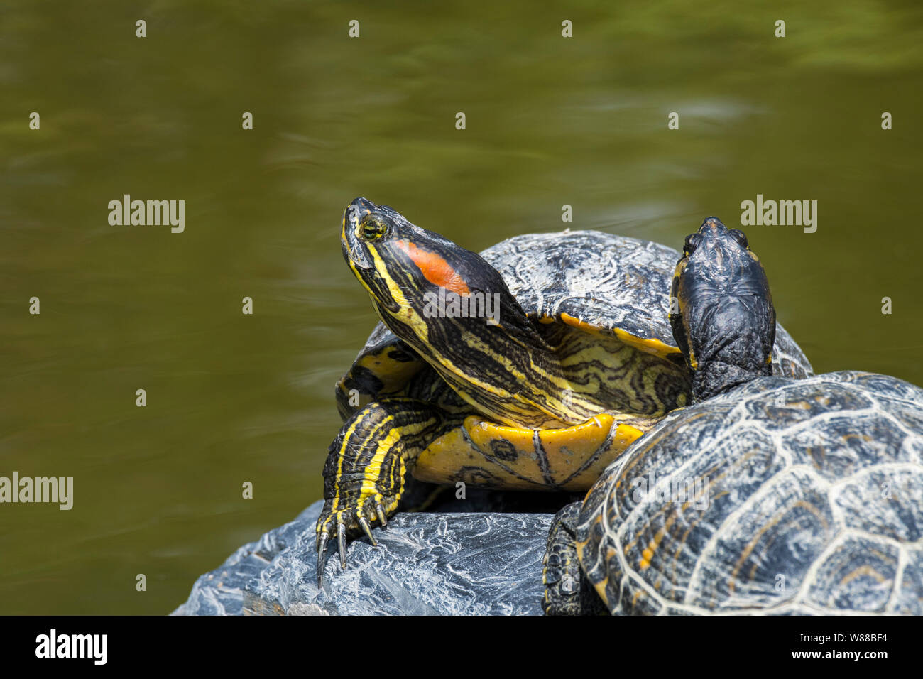 Red-eared slider / red-eared terrapin (Trachemys scripta elegans) pond slider native to the southern United States and northern Mexico Stock Photo
