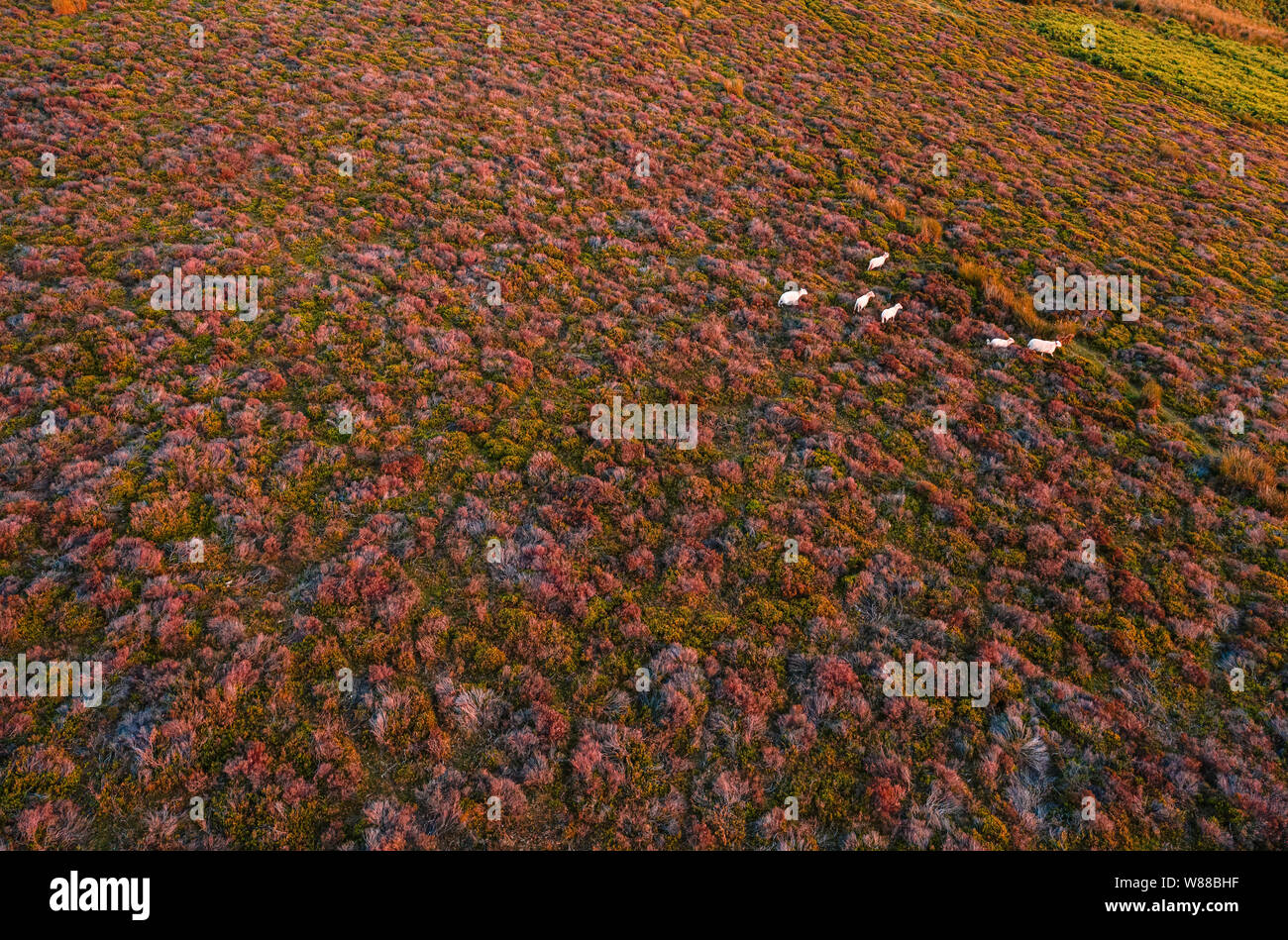Pack of sheep on heathland, aerial view over Shropshire Hills in United Kingdom Stock Photo