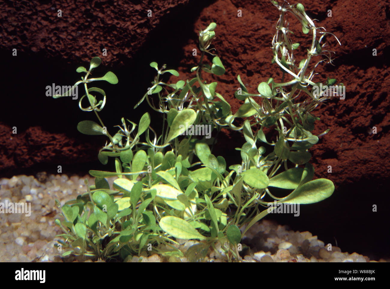 Southerm waterwort, Elatine macropoda Stock Photo