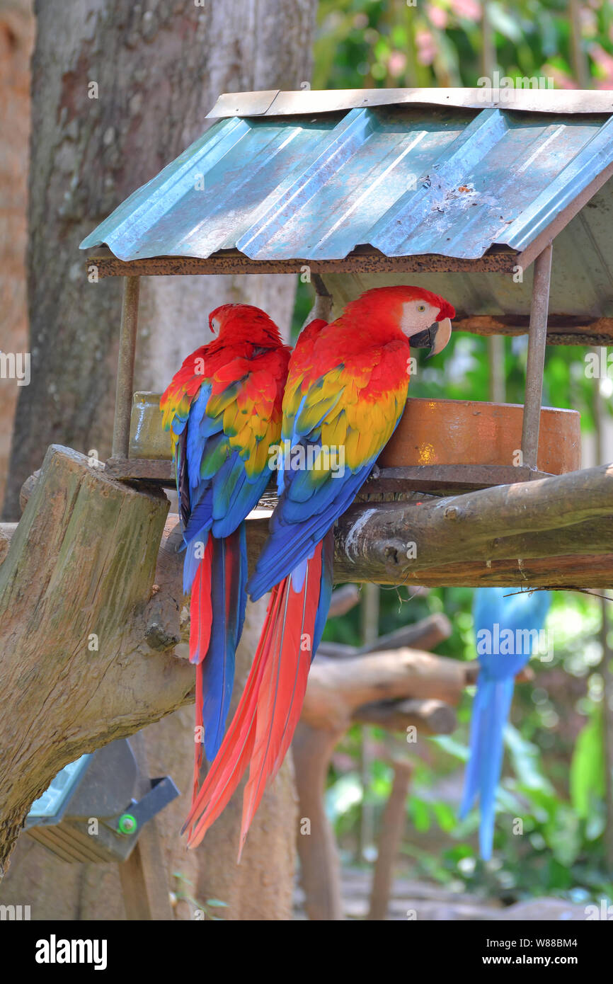 Scarlet Macaws Stock Photo