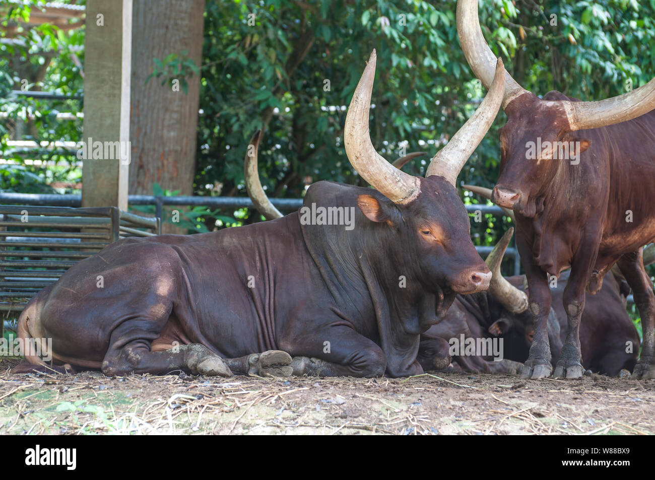 The Ankole Watusi Stock Photo Alamy