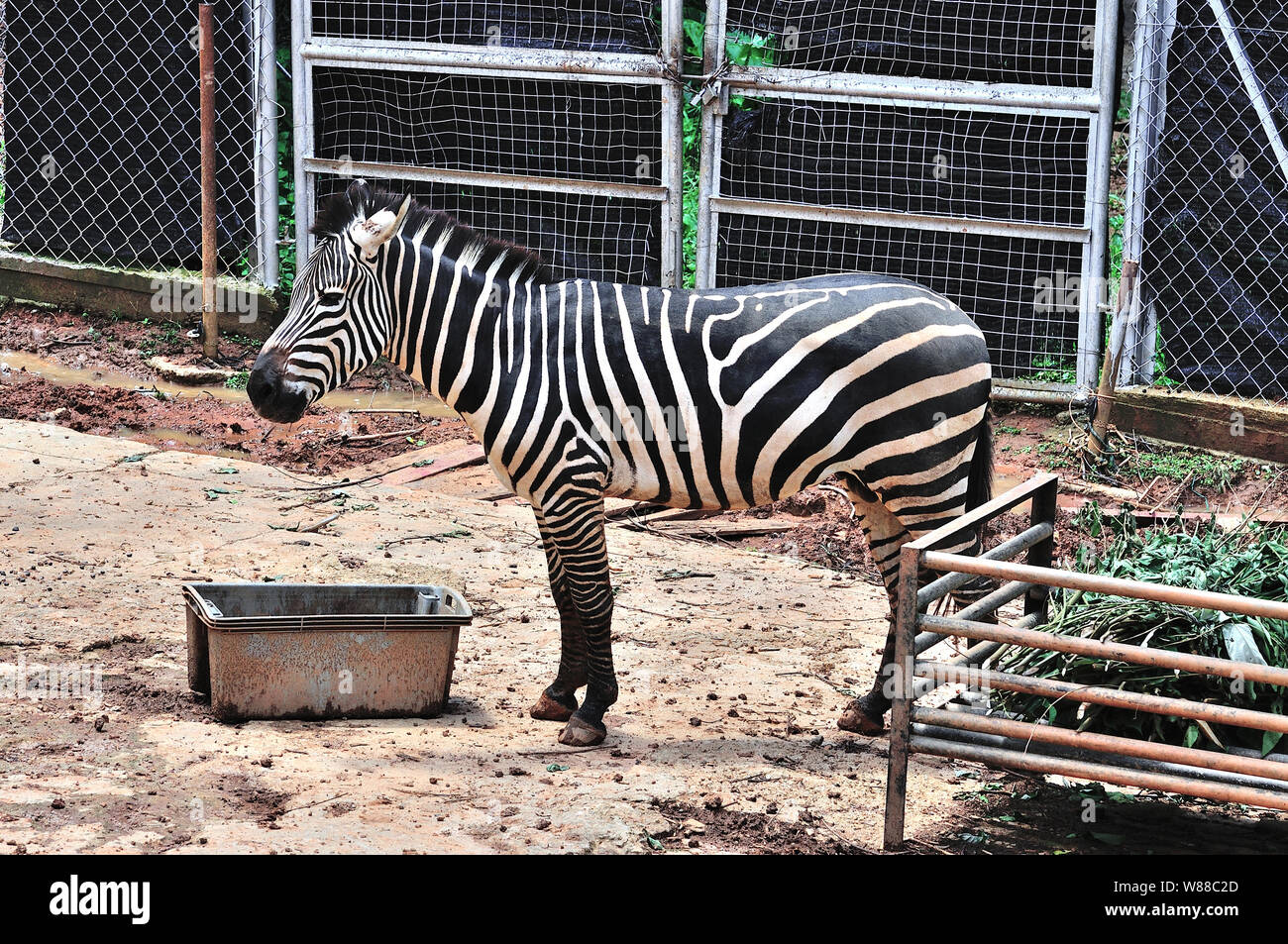 Portrait of zebra in the zoo Stock Photo - Alamy