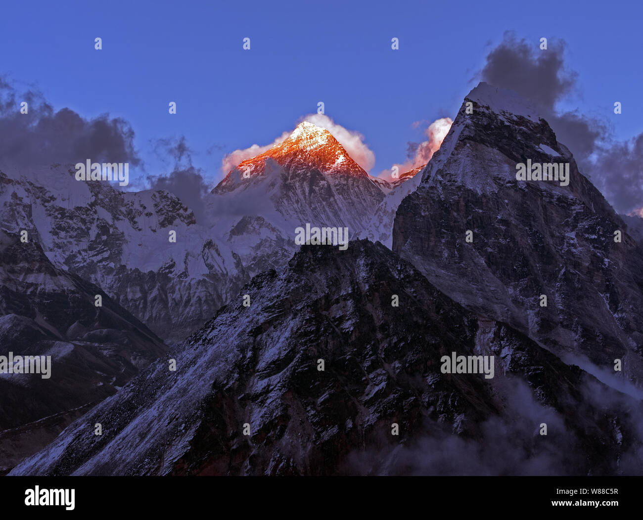 Blue point himalayan hi-res stock photography and images - Alamy