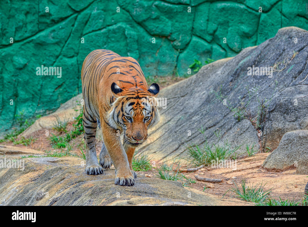 Behavior of the tiger Stock Photo - Alamy