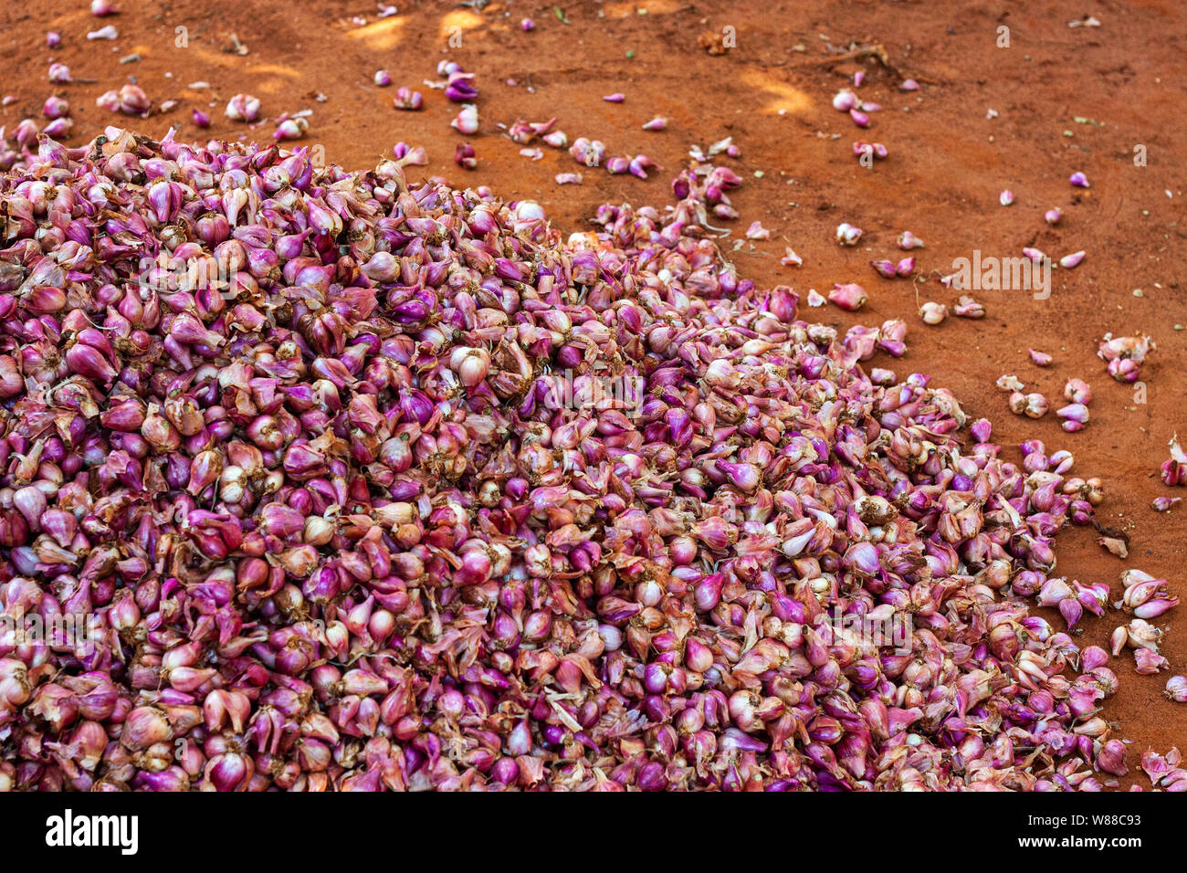 Zwiebelhaufen bei der Ernte in IndienKnoblauch Stock Photo