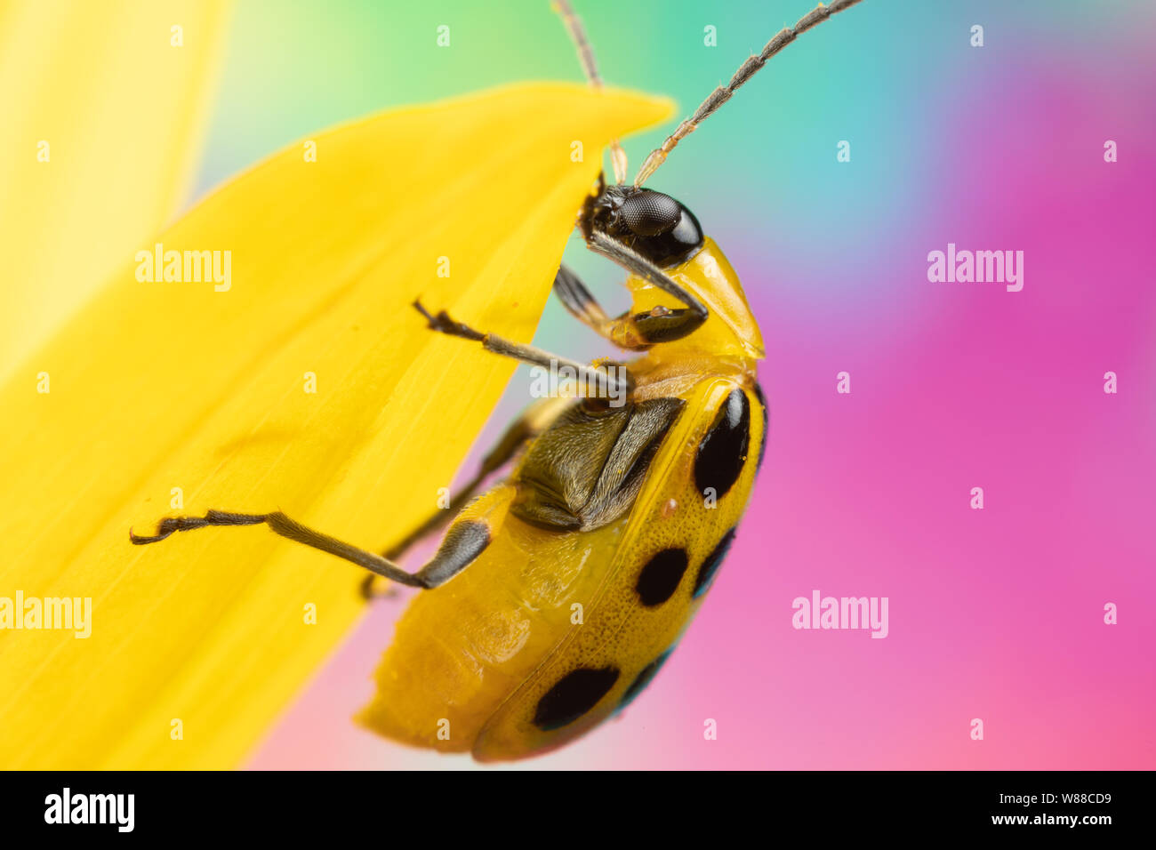 Macro photo of a spotted cucumber beetle diabrotica undecimpunctata on a sunflower Stock Photo