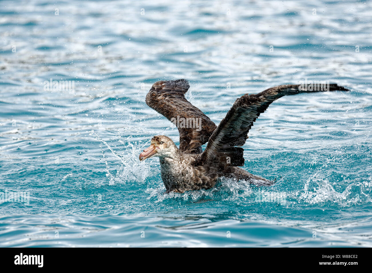 Southern Giant Petrel (Macronectes giganteus) takes a bath in the South Atlantic off the coast of South Georgia, South Georgia and the South Sandwich Stock Photo