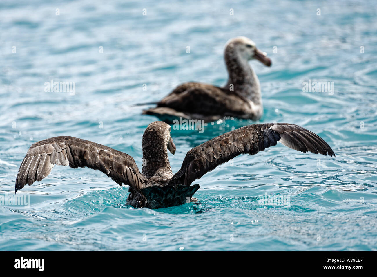 Southern Giant Petrel (Macronectes Giganteus) with extended wings swims in the South Atlantic behind a second Giant Petrel, South Georgia, South Georg Stock Photo