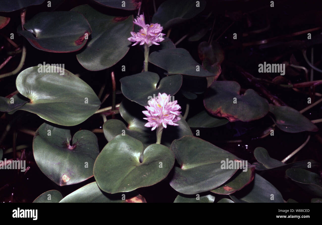 Anchored water hyacinth, Eichhornia azurea Stock Photo