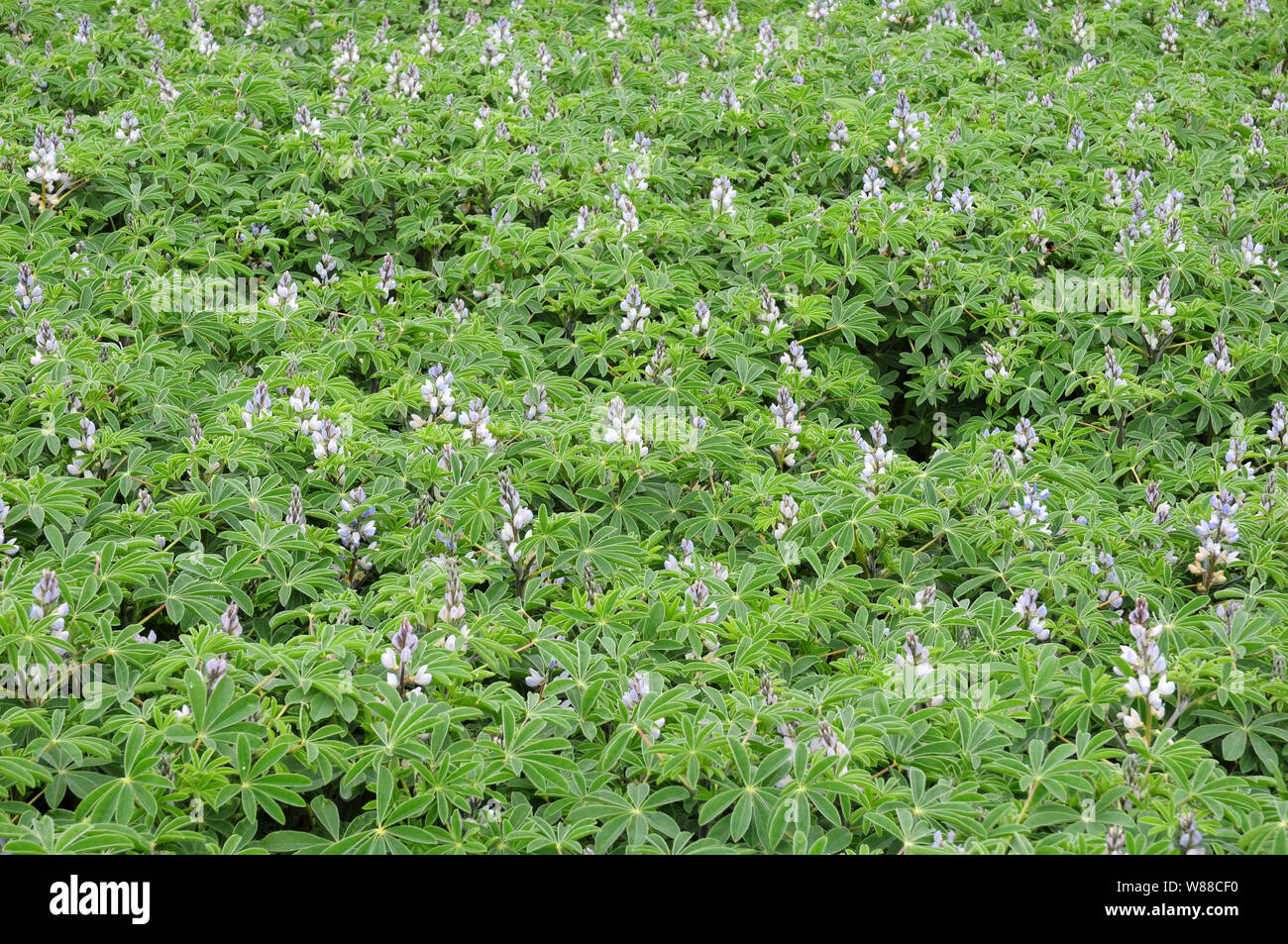 Lupin Crop in bloom Stock Photo Alamy