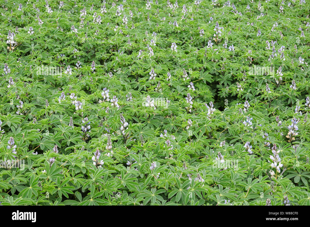 Lupin Crop in bloom. Stock Photo