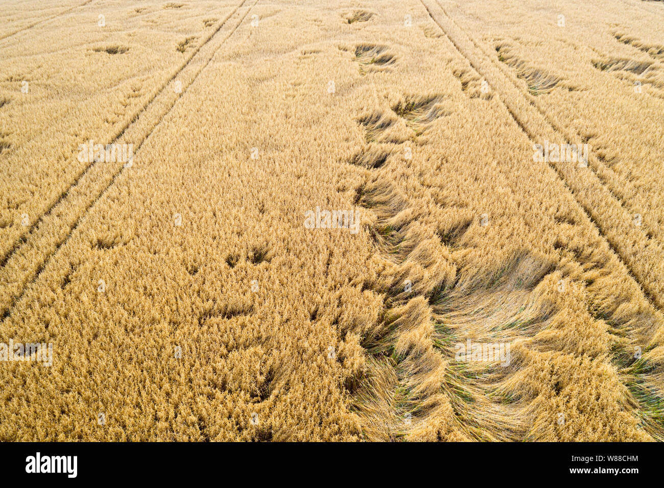 Low altitude drone shoot over golden ripe oat field Stock Photo