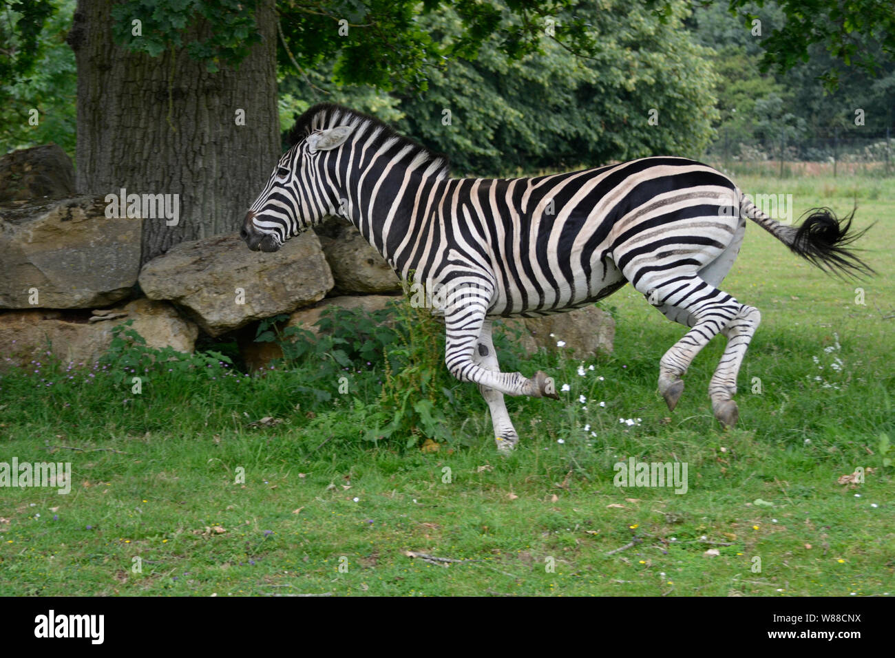 Zebra running at Cotswold Wildlife Park, Burford, Oxfordshire, England