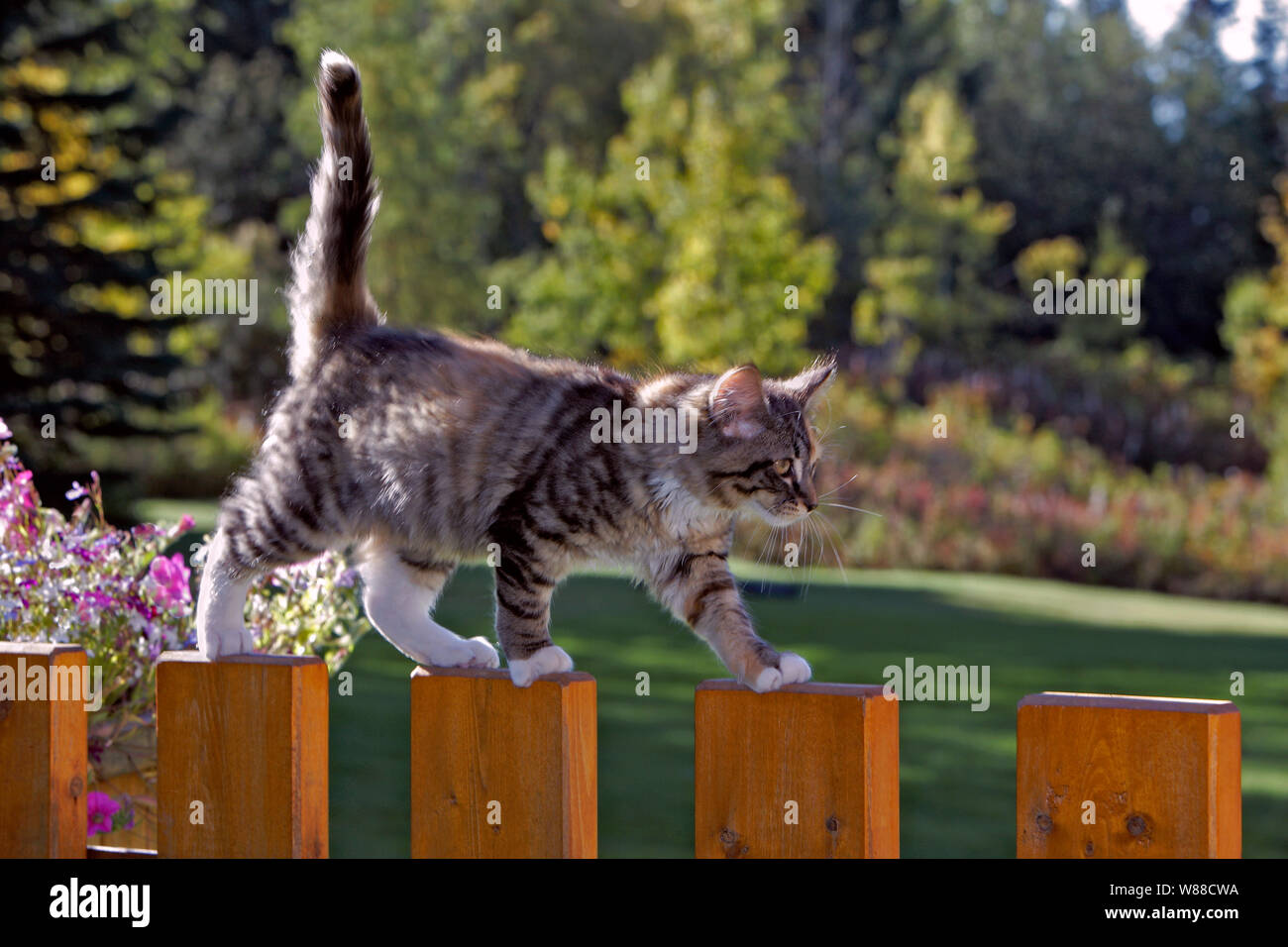 Cute tabby Kitten, few months old, walking on garden fence Stock Photo ...