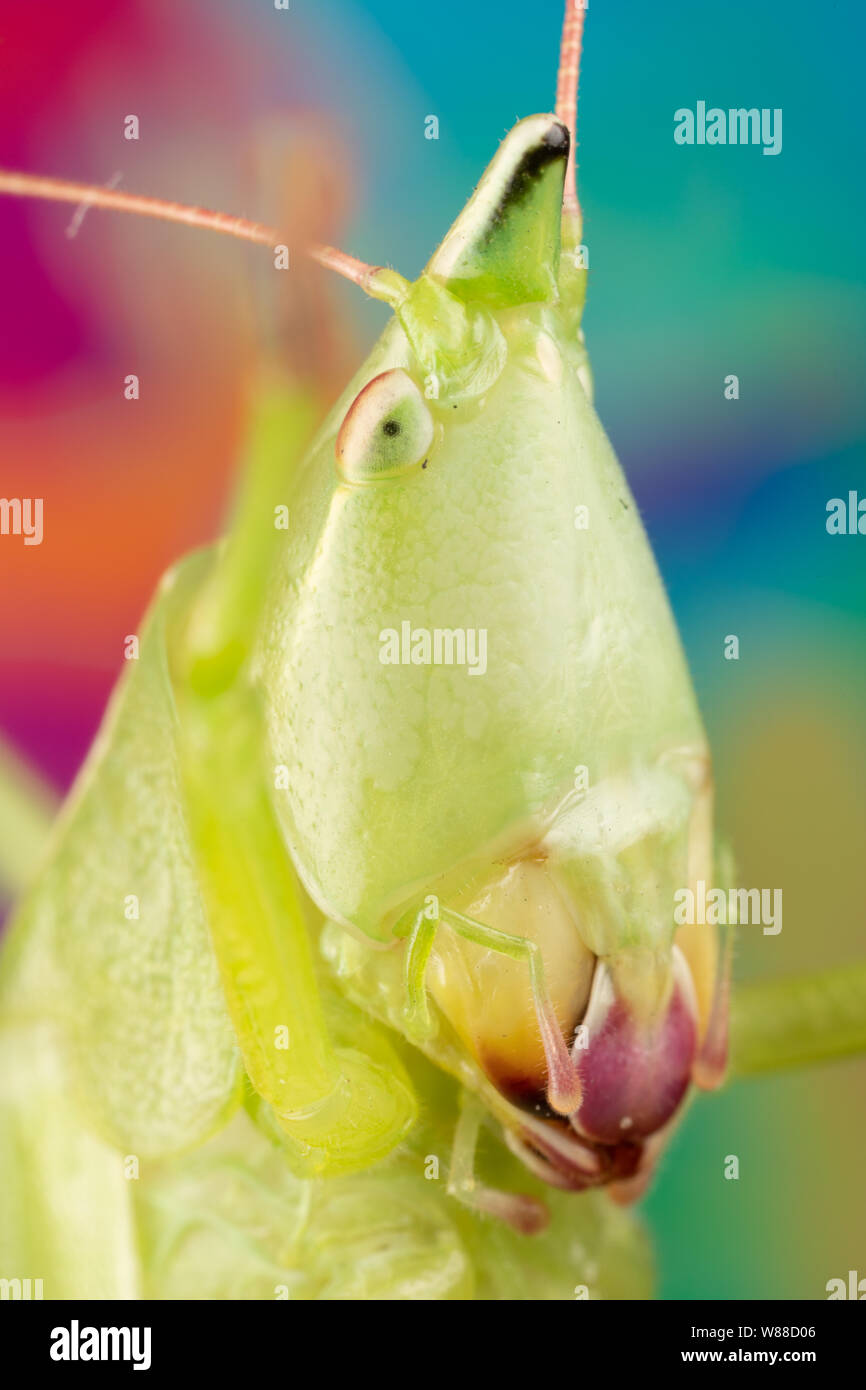 Close up photo of a nebraska conehead insect hi-res stock photography ...