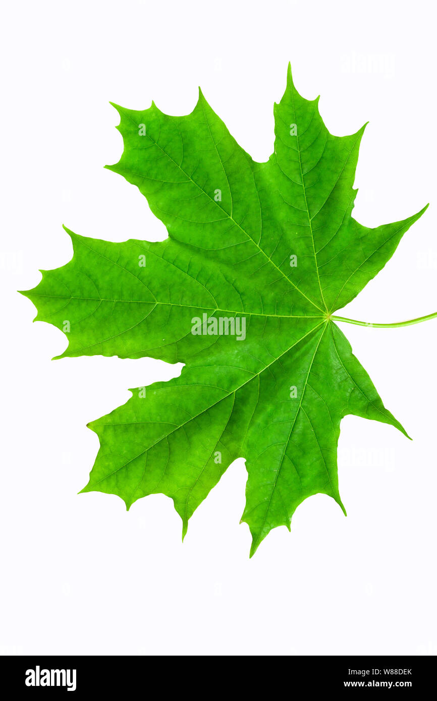 Green leaf of a maple on a white background. Isolate Stock Photo - Alamy