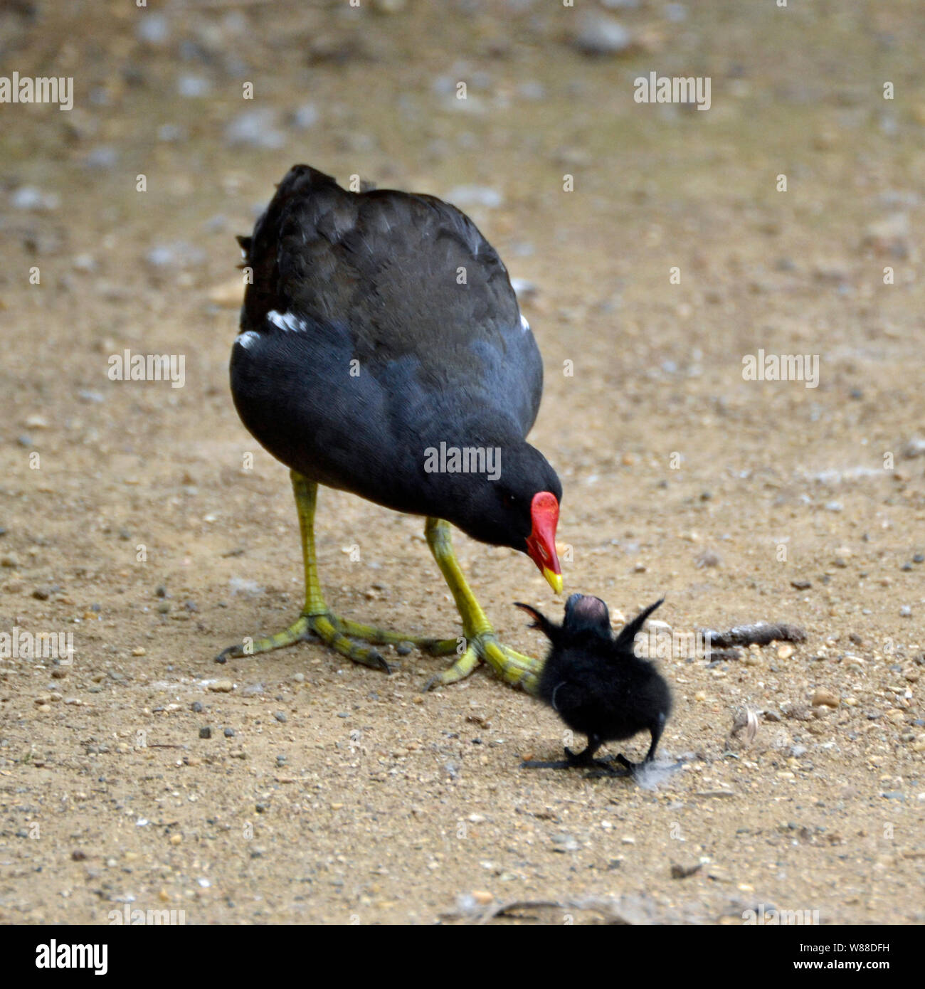 Moor hen chick hires stock photography and images Alamy