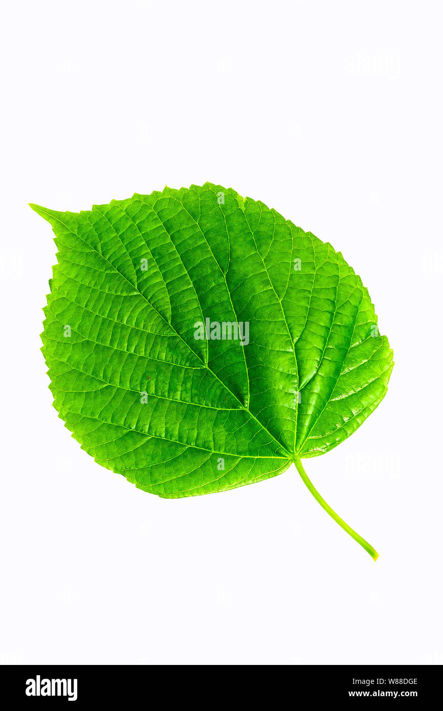 Green leaf Linden Stock Photo
