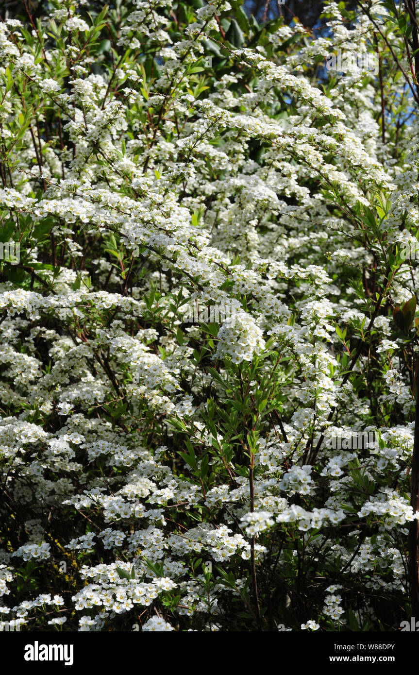 Bridal Bush, Spirea Arguta, in bloom Stock Photo Alamy