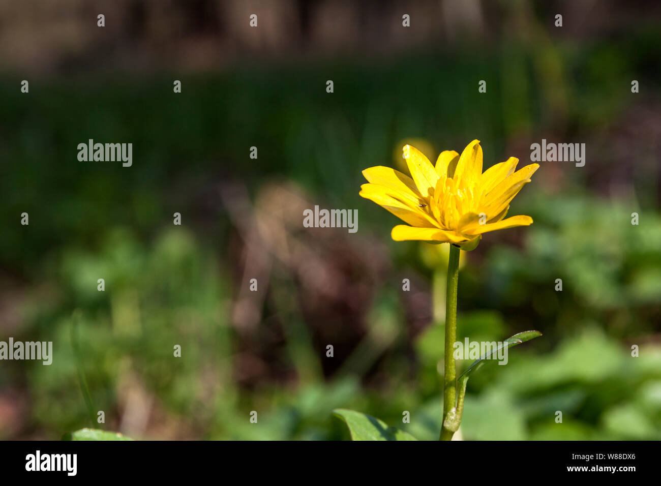 A forest flower in the wild Stock Photo - Alamy