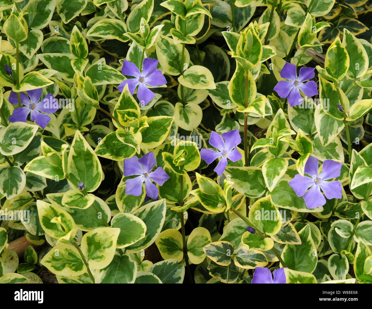 Subshrub Vinca major variegata. Stock Photo