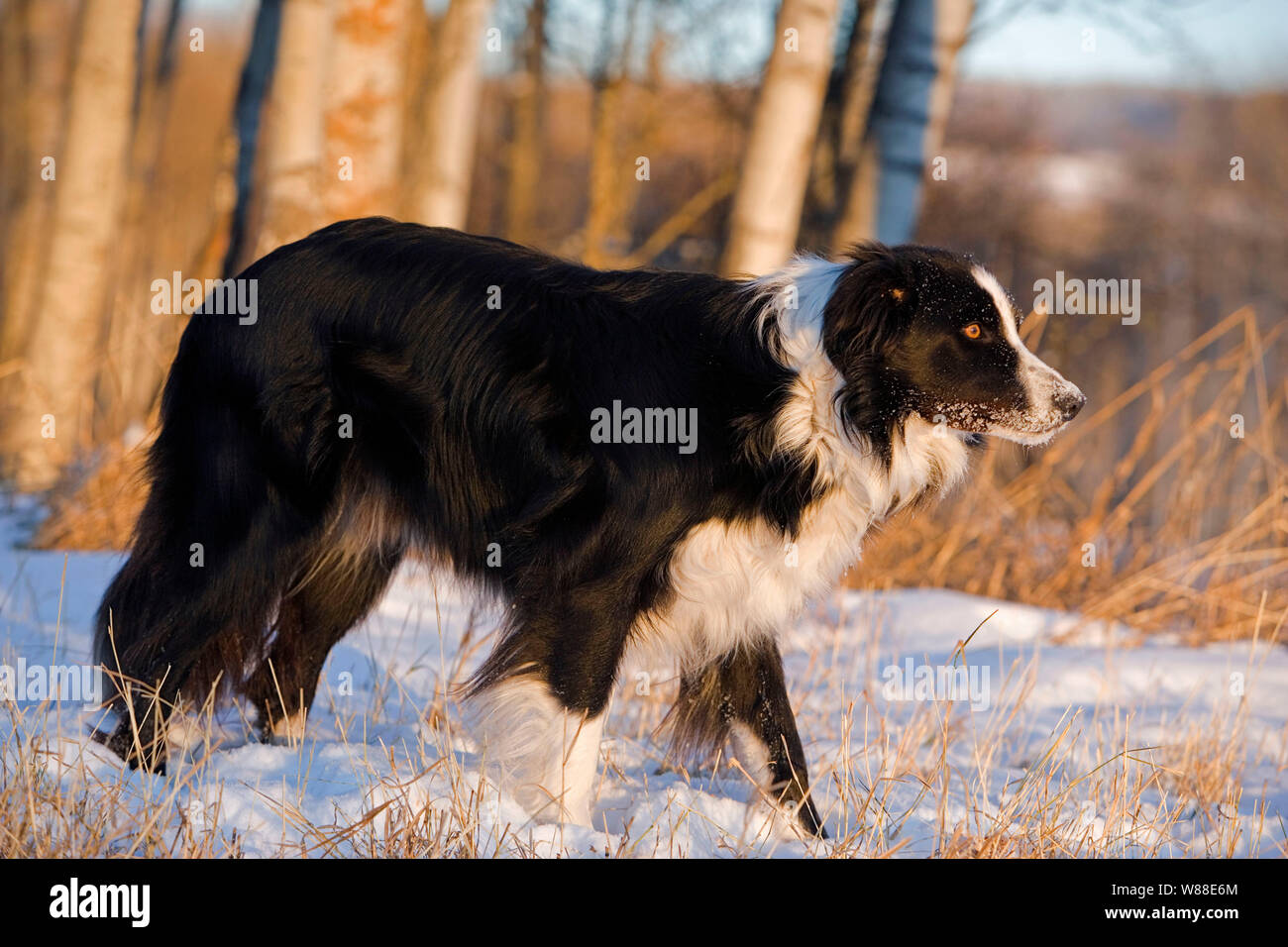 Border Collie Ruede steht im Schnee in Wiese|Border Collie standing in meadow on snow profile Stock Photo
