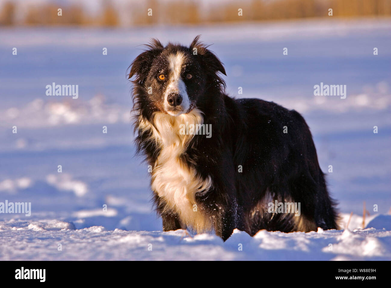 Border Collie Ruede steht in Schneelandschaft|Border Collie standing in meadow on snow Stock Photo