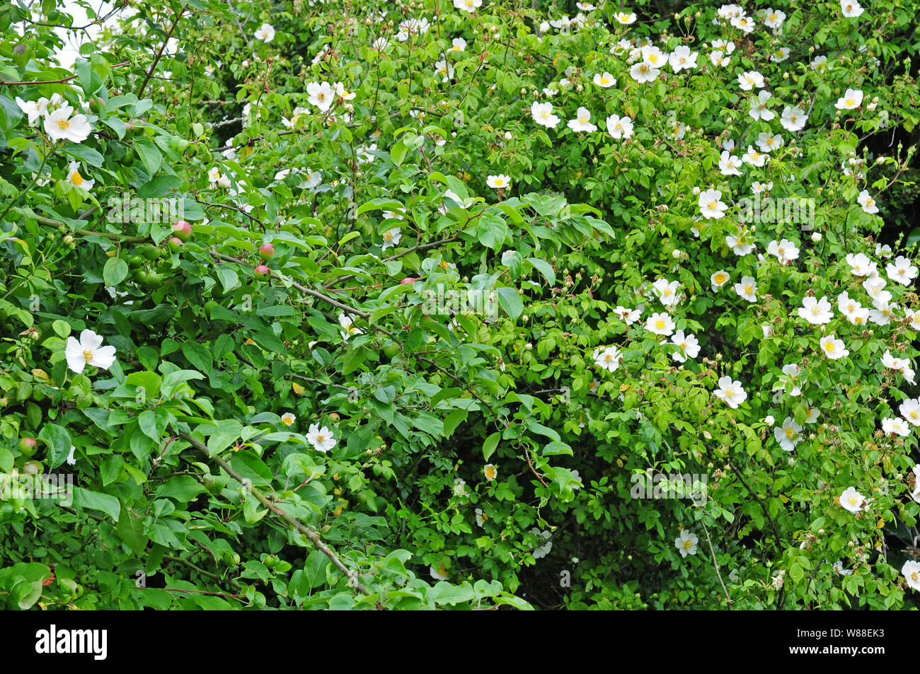 Crab apple tree with young apples on it between dog roses, in a