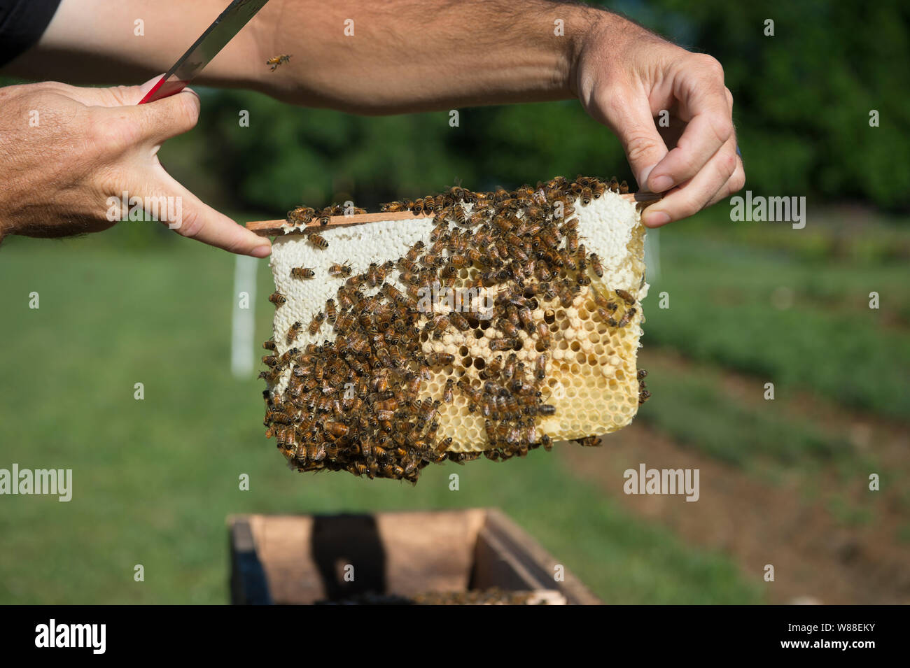 UNITED STATES - June 11, 2019: Kasey Clark checks his unique bee hive know as a top bar hive. A basic setup with bees can cost more than $200, and bui Stock Photo