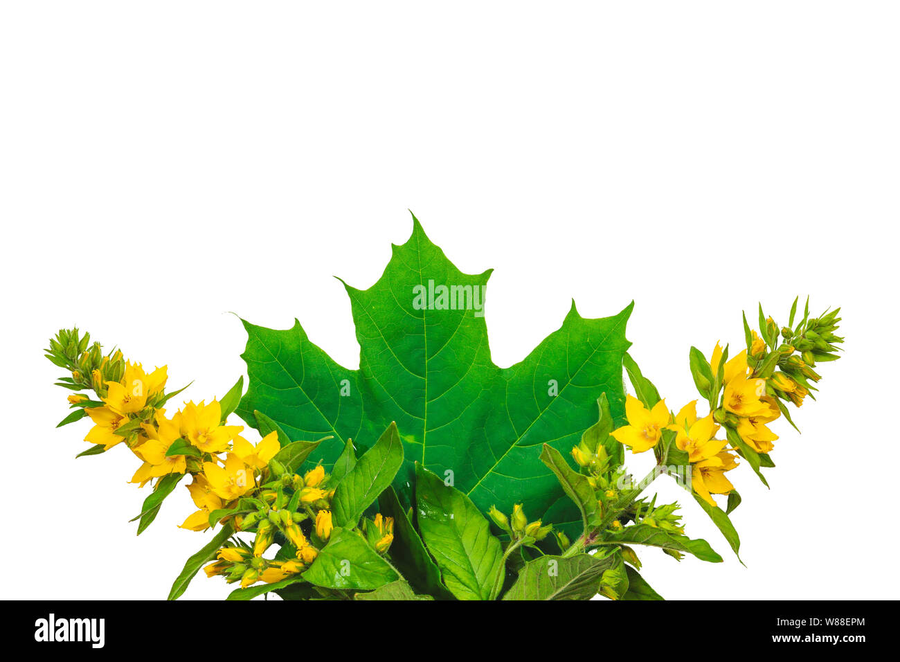 Green maple leaf wildflowers hi-res stock photography and images - Alamy
