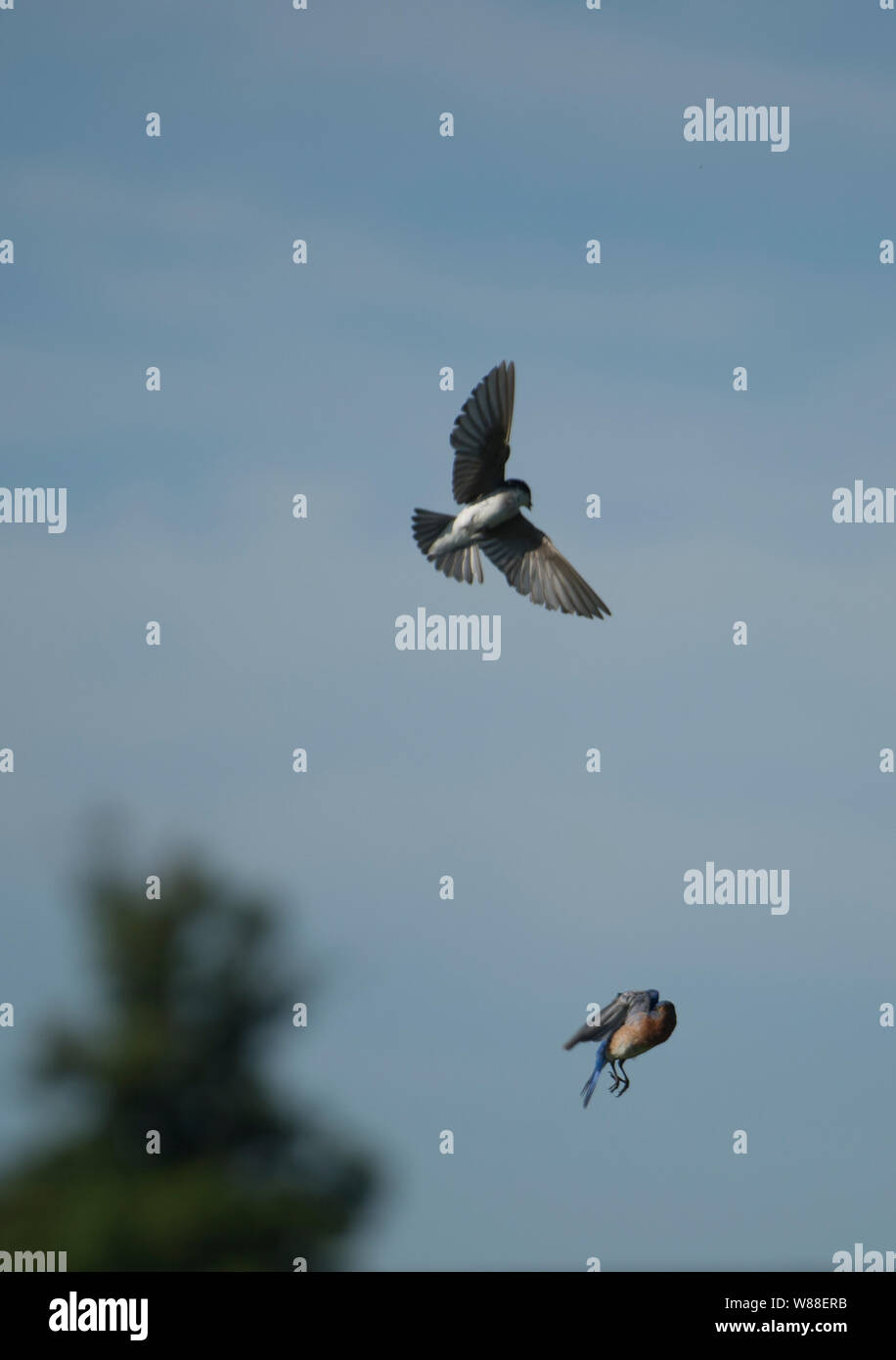 UNITED STATES - June 26, 2019: A tree swallow and a eastern blue bird fight over a nesting box near Paeonian Springs.  (Photo By Douglas Graham/WLP) Stock Photo