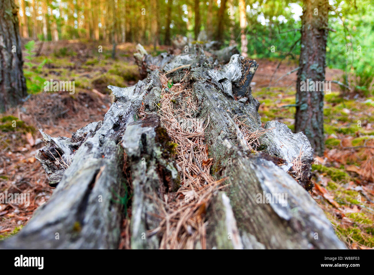 The trunk of the old pine tree lying on the ground Stock Photo - Alamy