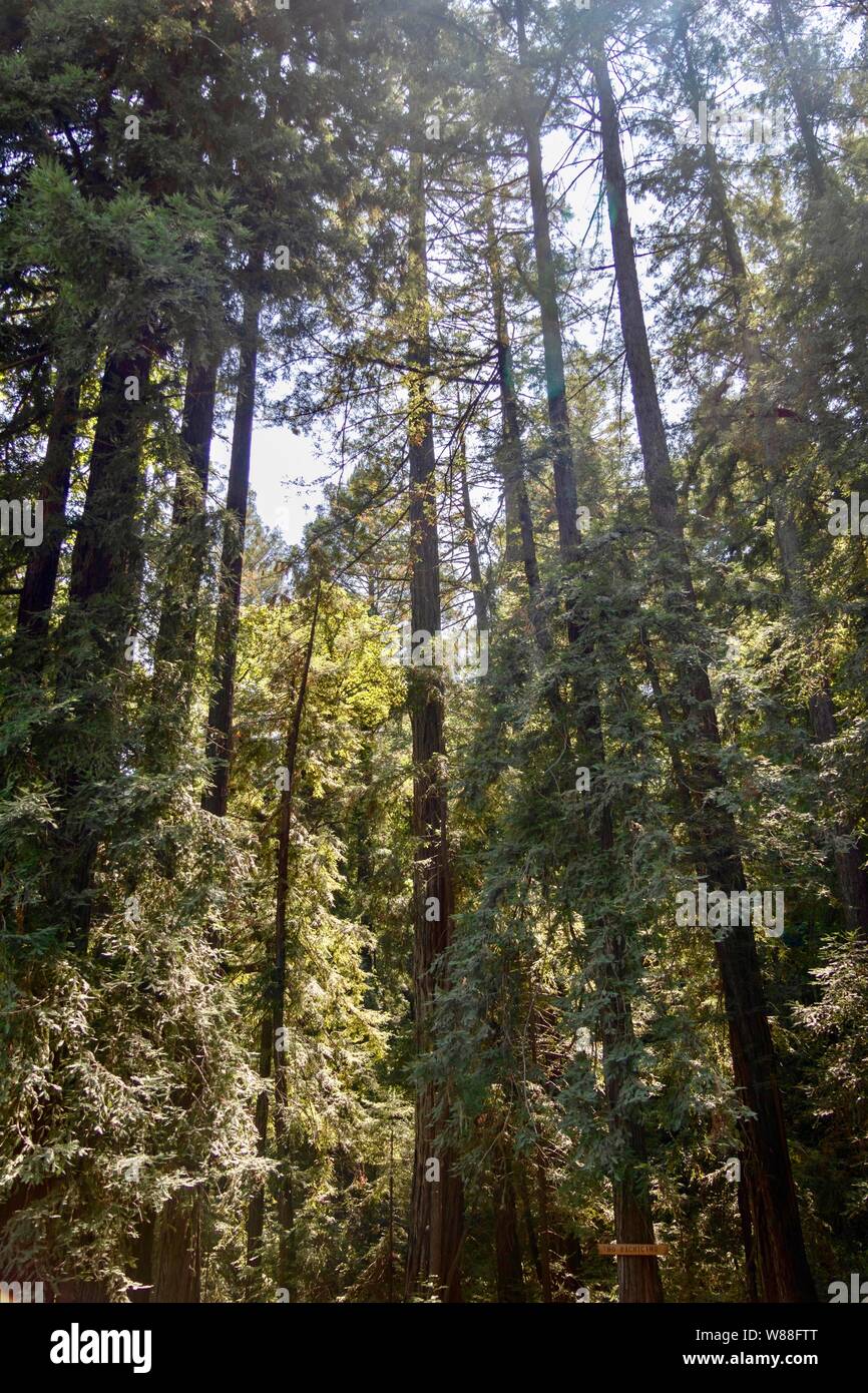 Forest in Napa County, California Stock Photo