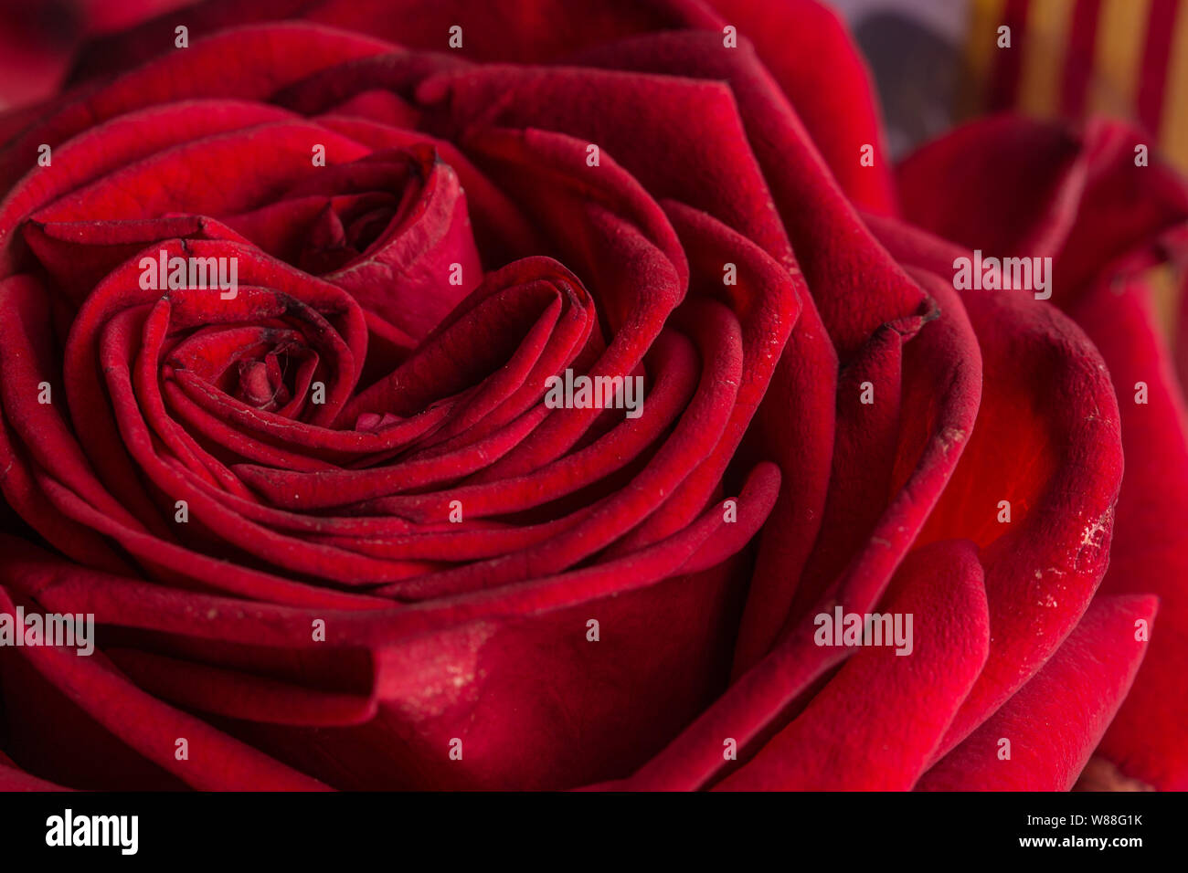 Red rose flower in bloom macro still Stock Photo - Alamy