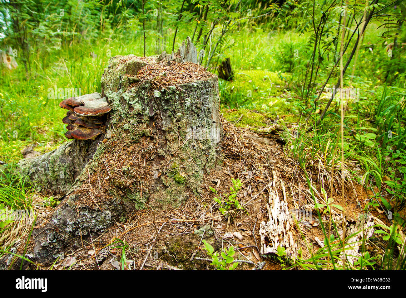 Anthill on the stump Stock Photo
