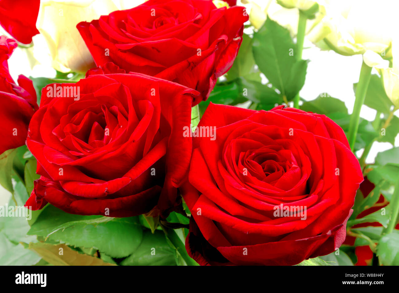 Large bunch of red roses hi-res stock photography and images - Alamy