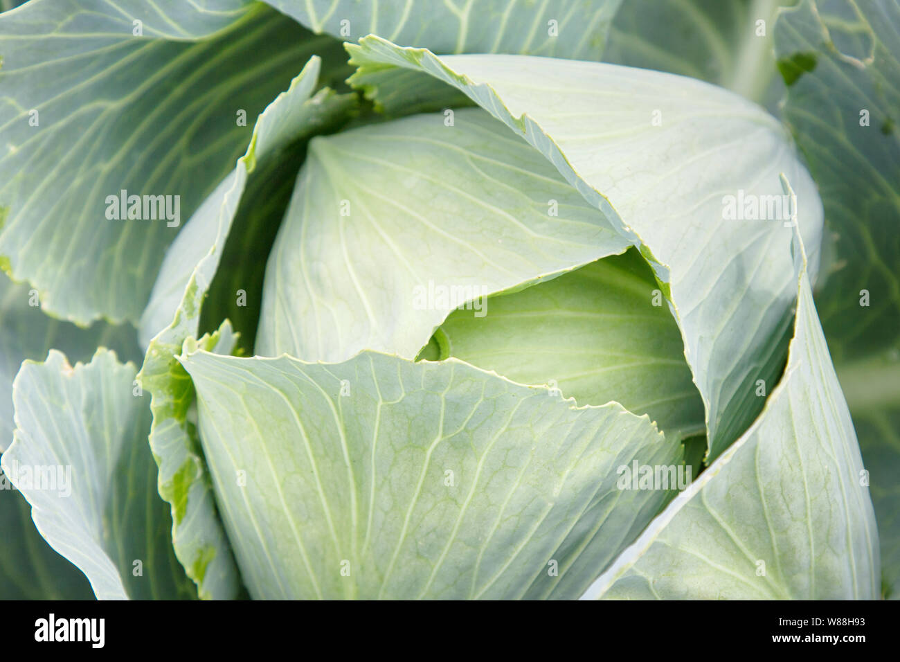 Cabbage in the garden, private farm green head cabbage. French garden