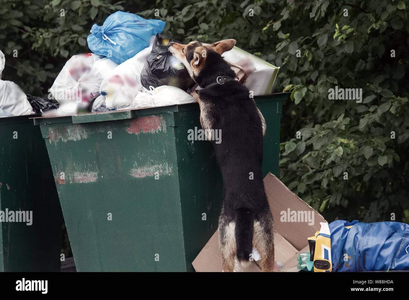 shepherd dog digging with head in trash can. problem of garbage and animals  Stock Photo - Alamy