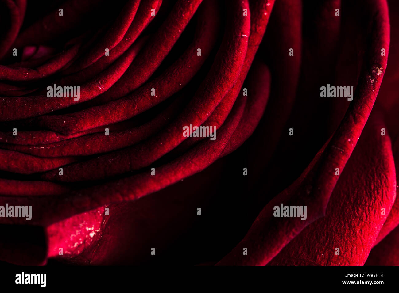 Red rose flower in bloom macro still Stock Photo - Alamy
