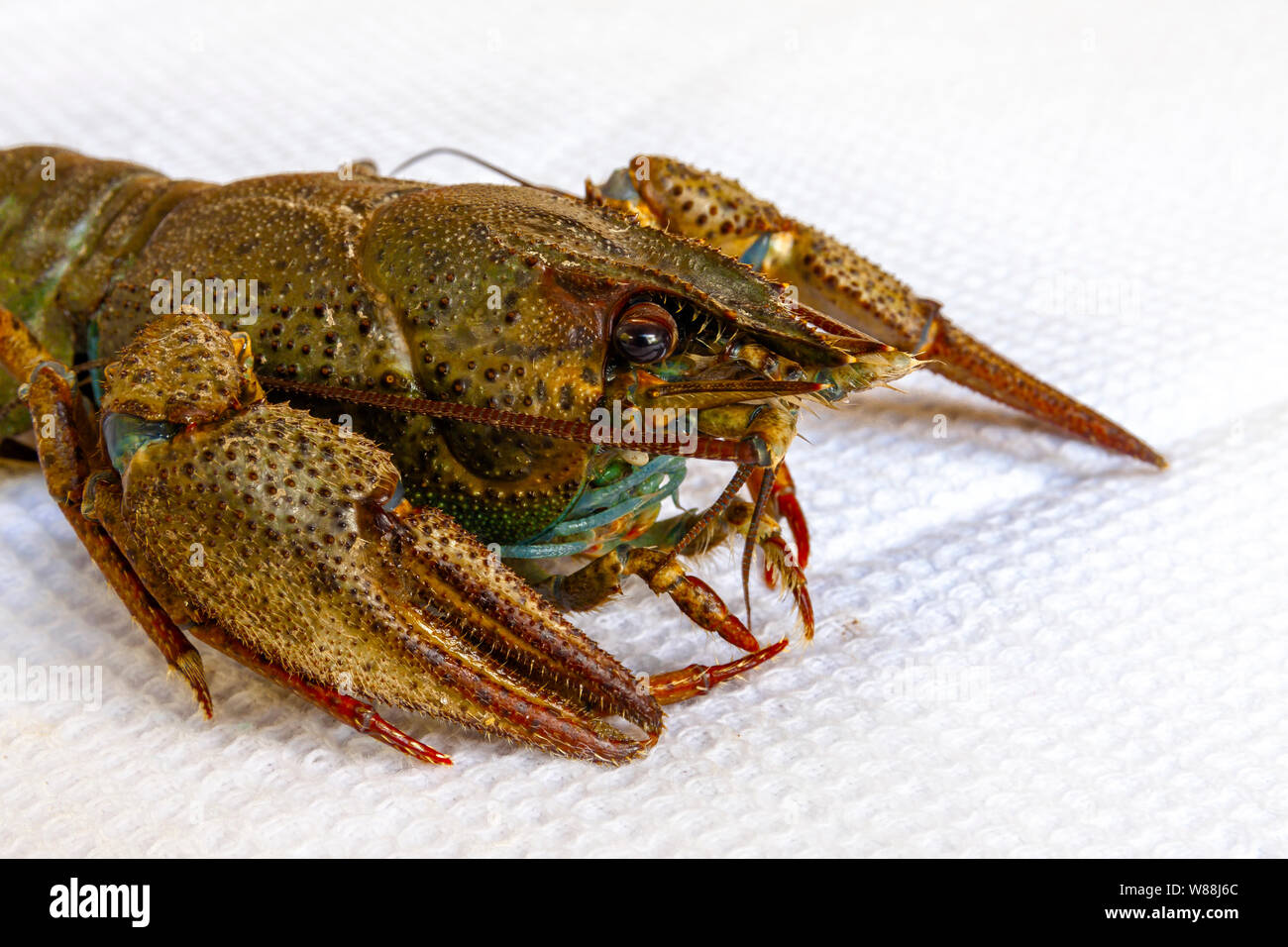 Live river crayfish close-up. Do not insulate. Stock Photo