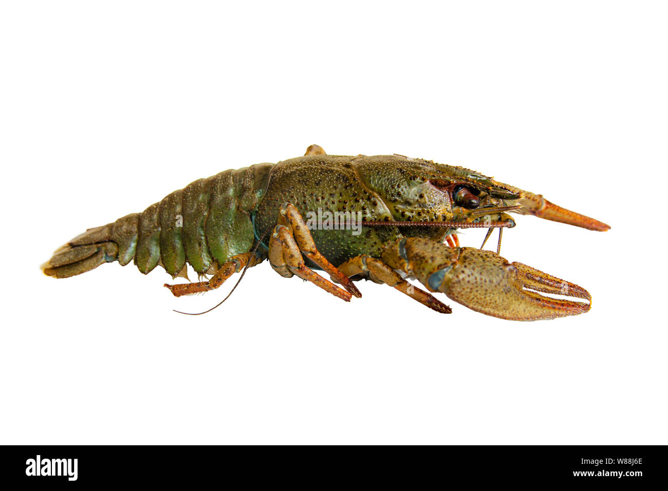 Live river crayfish close-up. White background, isolate. Stock Photo
