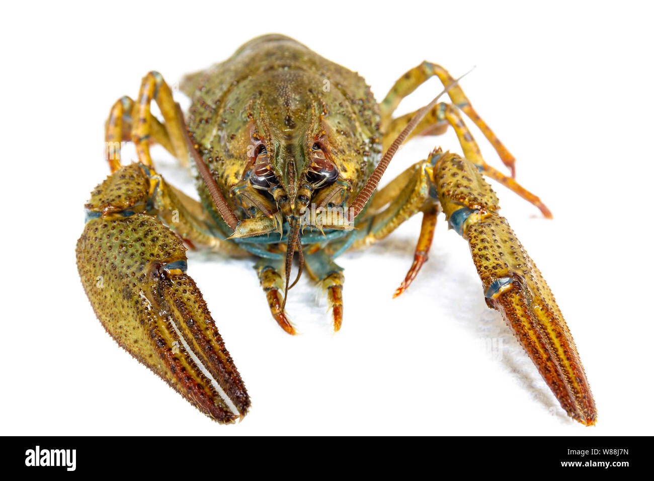 Live river crayfish close-up. Do not insulate. Stock Photo