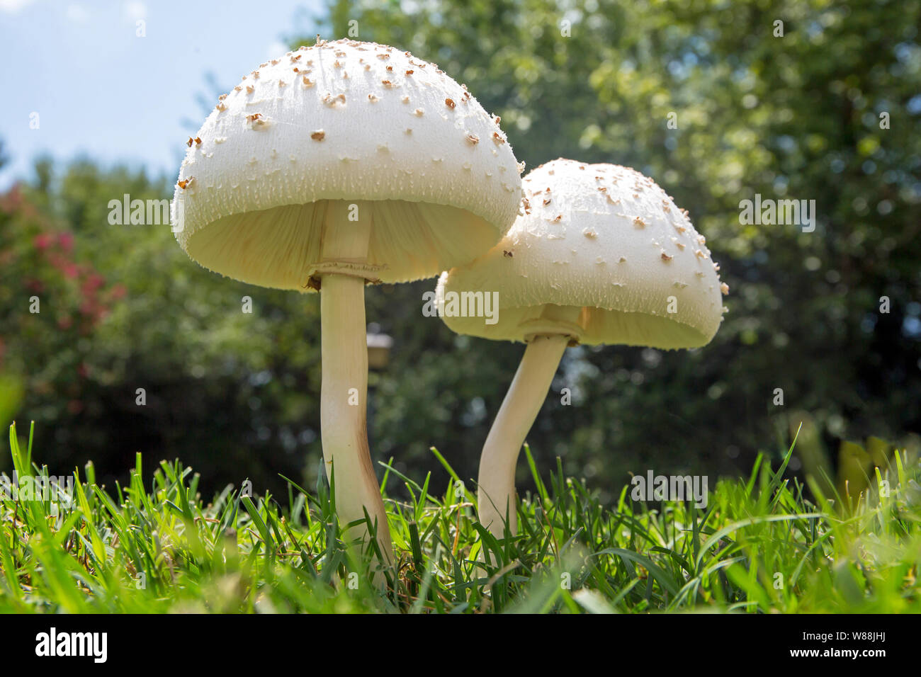 Two false parasol white mushrooms in an suburban lawn of green grass. Stock Photo