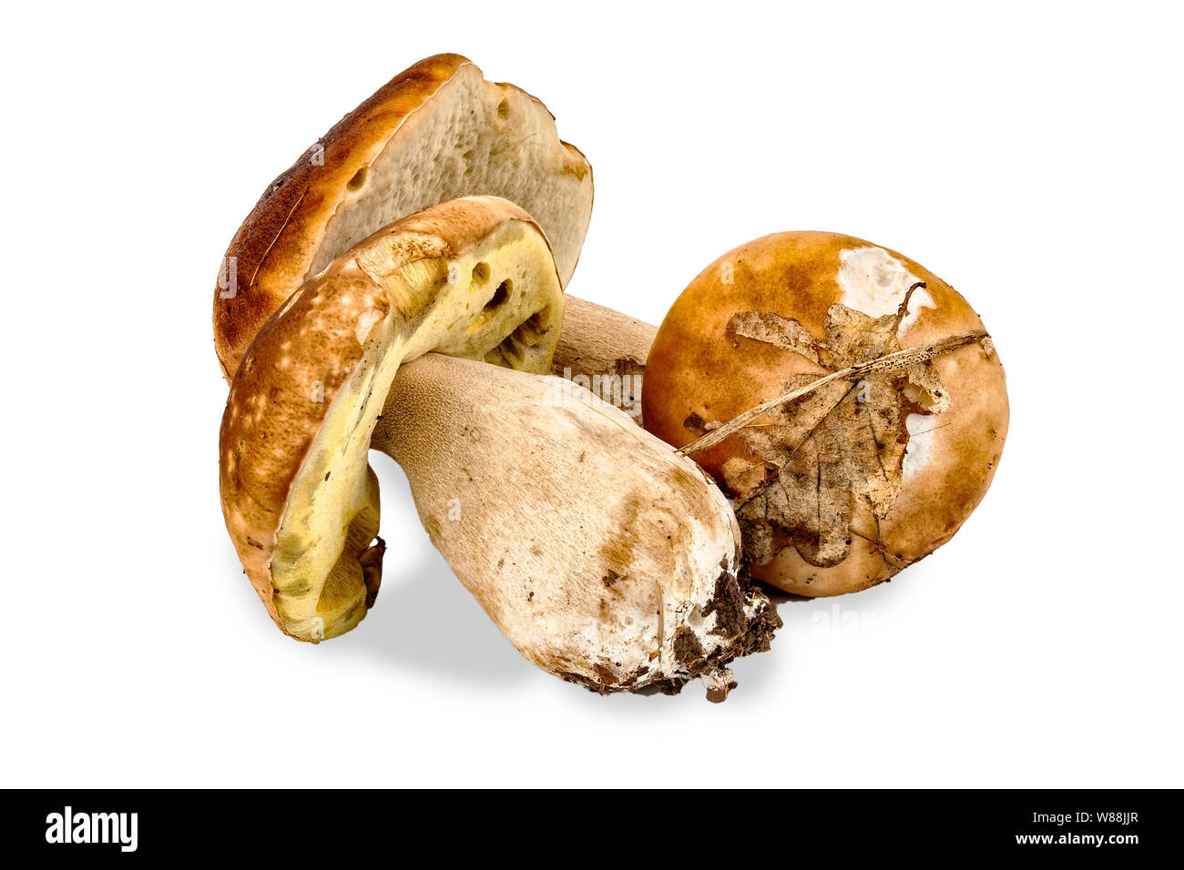Large natural porcini on white background, isolate Stock Photo