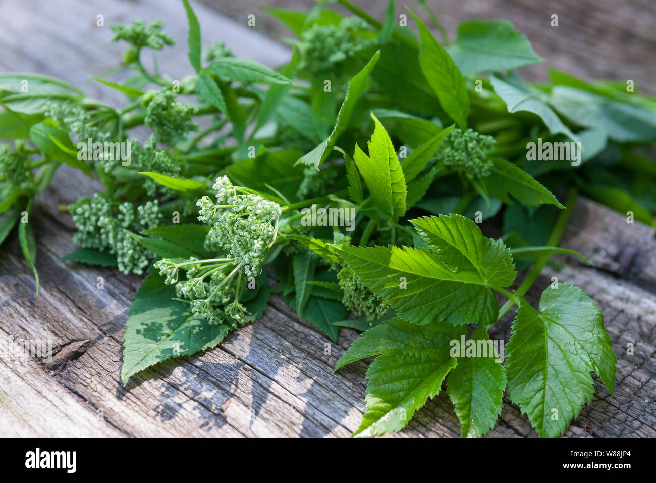 Gewöhnlicher Giersch, Giersch, Gierschernte, Kräuterernte, Geißfuß, Aegopodium podagraria, ground elder, herb gerard, bishop's weed, goutweed, gout wo Stock Photo