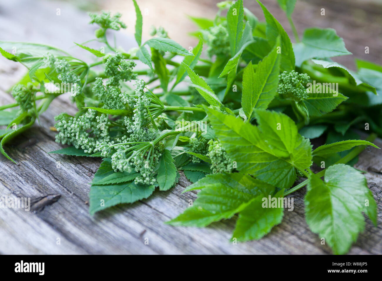 Gewöhnlicher Giersch, Giersch, Gierschernte, Kräuterernte, Geißfuß, Aegopodium podagraria, ground elder, herb gerard, bishop's weed, goutweed, gout wo Stock Photo