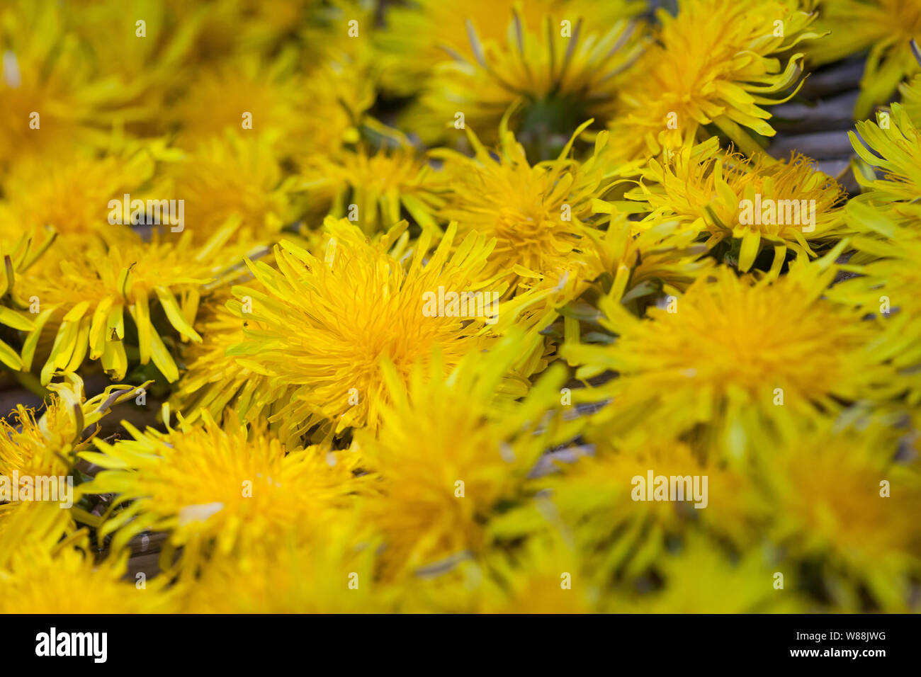 Löwenzahnblüten trocknen auf einem Tablett, getrocknete Blüten, Blüte,  Löwenzahn-Blüten-Ernte, Kräuterernte, Wiesen-Löwenzahn, Gemeiner Löwenzahn,  Löw Stock Photo - Alamy