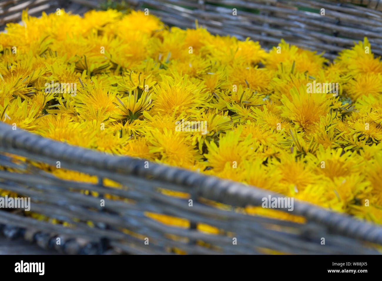 Löwenzahnblüten trocknen auf einem Tablett, getrocknete Blüten, Blüte,  Löwenzahn-Blüten-Ernte, Kräuterernte, Wiesen-Löwenzahn, Gemeiner Löwenzahn,  Löw Stock Photo - Alamy